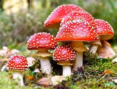 Imagem ilustrativa da imagem Cogumelos alucinógenos a favor da Medicina
