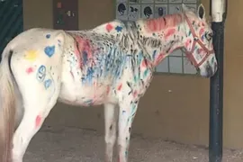 Imagem ilustrativa da imagem Cavalo é pintado por crianças em colônia de férias e causa polêmica nas redes sociais
