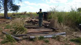 Imagem ilustrativa da imagem Proprietários rurais são multados em mais de R$ 1 milhão por extração ilegal de madeira em Goiás