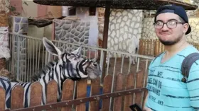 Imagem ilustrativa da imagem Zoológico é acusado de pintar burro para parecer zebra