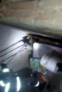 Imagem ilustrativa da imagem Bombeiros resgatam animais silvestres dentro de casas em Caldas Novas