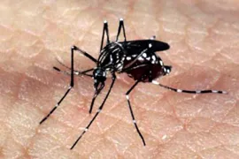 Imagem ilustrativa da imagem Goiás ocupa segundo lugar com mais casos de dengue