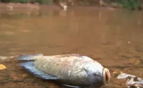 Imagem ilustrativa da imagem Morte de dezenas de peixes no Córrego das Antas é investigada em Anápolis
