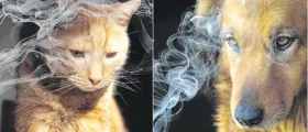 Imagem ilustrativa da imagem Animais de estimação também são fumantes passivos