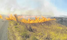 Imagem ilustrativa da imagem Calor faz queimada aumentar em Goiás