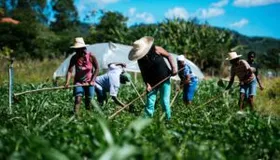 Imagem ilustrativa da imagem Projeto de lei quer obrigar venda produtos de agricultura familiar em supermercados de Goiás
