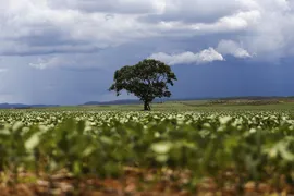 Imagem ilustrativa da imagem Dia da Árvore: desmatamento vem caindo, mas ainda há desafios