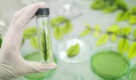 Imagem ilustrativa da imagem O futuro da biotecnologia e o desafio no controle de plantas daninhas