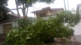 Imagem ilustrativa da imagem Ex-deputado estadual faz denúncia de queda de árvore em Goiânia