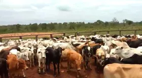 Imagem ilustrativa da imagem Polícia Civil recupera gado avaliado em R$ 200 mil furtado de fazendas no MT e em GO