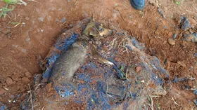 Imagem ilustrativa da imagem Bombeiros resgatam cão preso em poça de piche