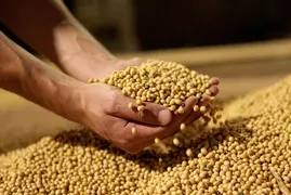 Imagem ilustrativa da imagem Preço da soja sobe 9% no acumulado de maio, diz Cepea