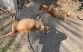 Imagem ilustrativa da imagem Envenenamento de cães em Aparecida de Goiânia é investigado pela Polícia