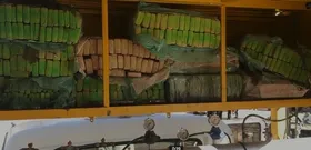 Imagem ilustrativa da imagem Drogas escondidas em caminhão de pintura são apreendidas em Aparecida de Goiânia