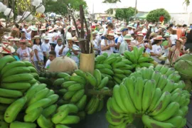 Imagem ilustrativa da imagem Itaguraru realiza a 2ª Festa da Banana