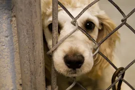 Imagem ilustrativa da imagem Em Porto Velho lei obriga agressores de animais a pagarem tratamento veterinário
