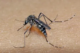 Imagem ilustrativa da imagem Vírus da zika pode causar danos neurológicos em adultos, afirma pesquisa