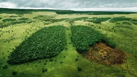 Imagem ilustrativa da imagem Uma Amazônia diferente e rentável