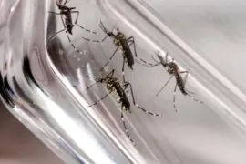 Imagem ilustrativa da imagem Casos de dengue aumentam 48% em Goiás