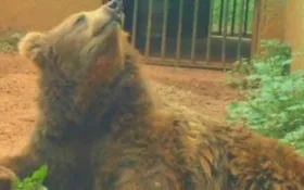 Imagem ilustrativa da imagem Uma das ursas mais velhas do mundo morre no Zoológico de Goiânia