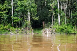 Imagem ilustrativa da imagem Capes deve liberar R$ 7 milhões para pesquisas na Amazônia Legal