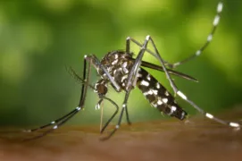 Imagem ilustrativa da imagem Primeira morte por Chikungunya em Goiás é confirmada