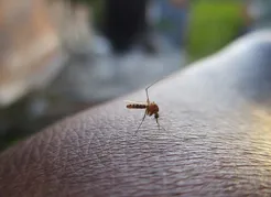 Imagem ilustrativa da imagem Goiás tem mais de 20 mil casos de dengue confirmados