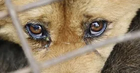 Imagem ilustrativa da imagem Casal em Goiânia é investigado por maus-tratos a animais