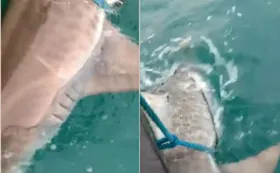 Imagem ilustrativa da imagem Vídeo: Sem querer, homem pesca tubarão de 120 kg na Bahia
