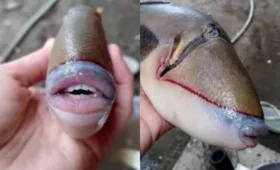Imagem ilustrativa da imagem Peixe com 'dentes humanos'  viraliza nas redes sociais