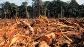 Imagem ilustrativa da imagem Líderes globais se reúnem na COP26 e prometem acabar com desmatamento até 2030