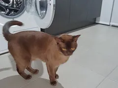 Imagem ilustrativa da imagem Gato sobrevive após passar 12 minutos dentro de máquina de lavar ligada