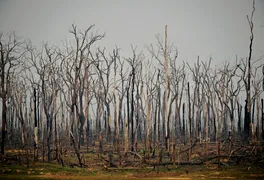Imagem ilustrativa da imagem Cresce o número de incêndios na Amazônia brasileira