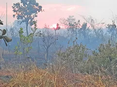 Imagem ilustrativa da imagem Devastação por incêndios em reserva indígena chega a 90%