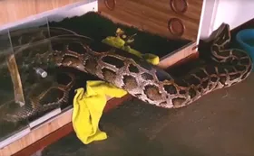 Imagem ilustrativa da imagem Cobra de mais de 8 metros foi capturada em Águas Lindas de Goiás