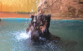 Imagem ilustrativa da imagem Robinho, urso do zoológico de Goiânia segue em disputa na Justiça
