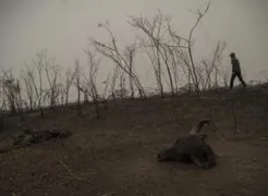 Imagem ilustrativa da imagem Pantanal: PF tem provas para indiciar fazendeiros de MS por queimadas