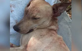 Imagem ilustrativa da imagem Cachorro é morto a tiros em rua de Anápolis