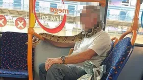 Imagem ilustrativa da imagem Homem usa cobra como máscara de proteção em ônibus