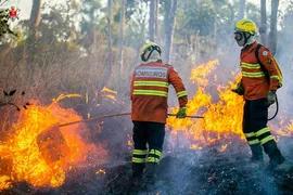 Imagem ilustrativa da imagem Cerrado: Dados apontam que é o bioma mais atingido por focos de incêndios florestais em 2022