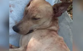 Imagem ilustrativa da imagem Servidor público é filmado matando cão a tiros em Anápolis
