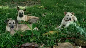 Imagem ilustrativa da imagem Morte de cães é mistério na Universidade Federal do Pará