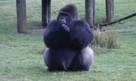 Imagem ilustrativa da imagem Gorilas de zoológico testam positivo para a Covid-19 nos EUA