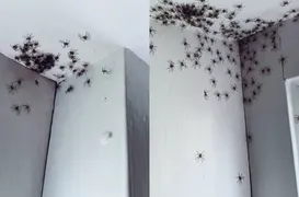 Imagem ilustrativa da imagem Mulher encontra centenas de aranhas no quarto da filha; assista