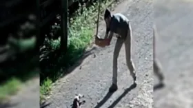 Imagem ilustrativa da imagem Homem mata cachorro a pancadas