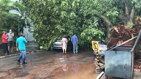 Imagem ilustrativa da imagem Árvore cai no setor Pedro Ludovico após forte chuva