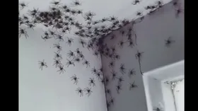 Imagem ilustrativa da imagem Aranhas gigantes invadem cidade para fugir de inundação na Austrália