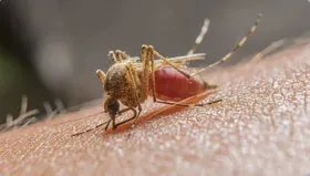 Imagem ilustrativa da imagem Luta contra a malária no mundo exige prevenção