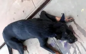 Imagem ilustrativa da imagem Cachorro baleado é resgatado por veterinário
