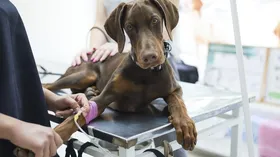 Imagem ilustrativa da imagem Doação de sangue: cães e gatos podem salvar vidas